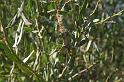 Nephila_ZZ304_D3422_Z_82_E. of Nuendah homestead_Australie